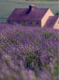 Purple field flowers near me. Not Sure Of The Location Of This Gorgeous Lavender Field And Home Shot But Rather Suspect It S England Lavender Fields Lavender Cottage Purple Flowers