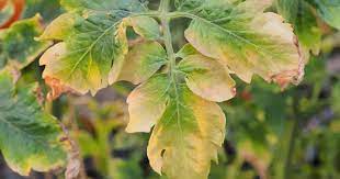 My new tomato plants are getting a few yellow leaves that are curling up and shriveling slightly on the new growth. Tomato Leaves Turning Yellow Why Tomato Plants Leaves Turn Yellow