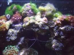 Nuisance Algae Id Guide Reef Cleaners Algae Pony Tank Reef Aquarium
