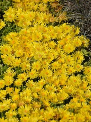 Hardy Ice Plant - Delmara Yellow
