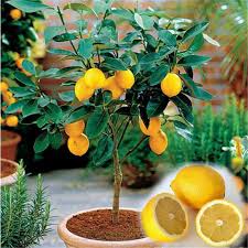 Tanaman jeruk jari budha tanaman jeruk jari budha ini mempunyai nama latin citrus medica var. Top 8 Most Popular Jeruk Purut List And Get Free Shipping 1n786654