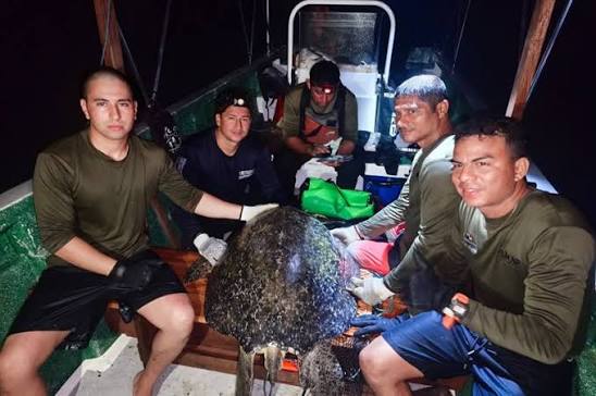 Monitoreo revela que Coiba es un hábitat clave para tortugas verdes adultas