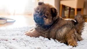 The 13 Worst Dog Breeds For Kids With Allergies Sheknows I adopted my nikki at the north shore animal shelter 12 years ago.