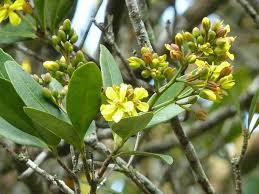 Image result for Gomphia