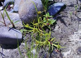 Image result for Cyperus squarrosus