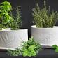 Ceramic Herb Planter - Ceramic Herb Planter event image