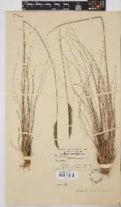Image result for Chloris mossambicensis