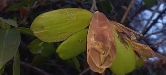 Image result for Hippocratea longipetiolata