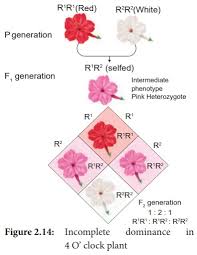 Snapdragon, antirrhinum majus (pink flowers are resultant when crossed between a homozygous red flower and a homozygous white flower) Intragenic Gene Interactions Botany Classical Genetics