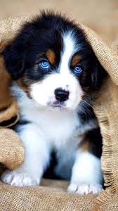 10 Cutest Dog Breeds All Around The World Cute Dogs And Puppies Cute Puppies Cute Dogs