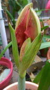Pin On Amaryllis Flower Delight