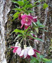 Check spelling or type a new query. The Garden At Possum Creek Winter Clematis