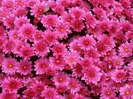 How do i hang wallpaper? Free Download Pink Flower Wallpaper Hd 1600x1200 For Your Desktop Mobile Tablet Explore 68 Flower Pink Wallpaper Pink Flowers Wallpapers For Desktop Cute Pink Flowers Wallpaper Free Pink Flower Wallpaper