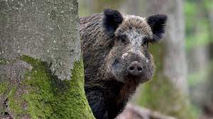 Wildschwein Angriff So Verhalt Man Sich Richtig Das Erste