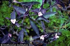 Image result for Tradescantia pallida