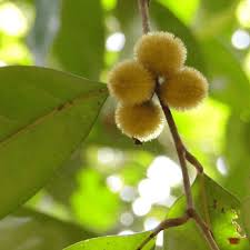 Image result for Chaetocarpus