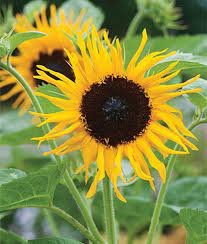 We did not find results for: Sunflower Frilly Hybrid Seeds In Pakistan For Rs 799 00 Frescoseeds