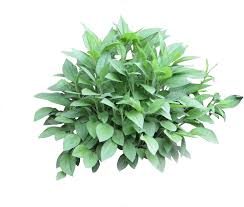 7 Free Png Photoshop Shrubs Images Shrub Texture Photoshop Plants Shrubs Trees To Plant