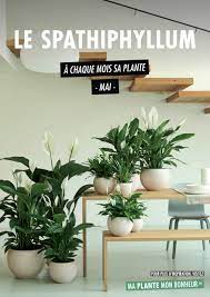 Maybe you would like to learn more about one of these? Plantes D Interieur Jardin Bonsai Diy Plante En Pot Jardin Graines De Ricin De Vente Chaude Graines De Fleurs Plante Vivace Estiloss Com
