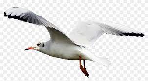 He made his first appearance in ken 10. Sea Gull Png Transparent Seagull Png Clipart 184402 Pikpng