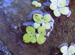 Image result for Spirodela