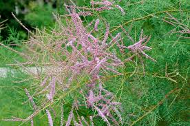 Image result for tamarix ramosissima pink cascade