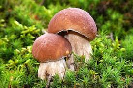 Pilze Einfrieren Mit Bildern Pilze Essbare Pilze Steinpilze