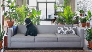 Branch out with unusual gems like watermelon begonias and licuala palms. Our Favorite Plants For Apartments Bloomscape