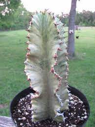 3 2 (golden candelabra) 3 (platinum candelabra). Euphorbia Ammak Variegata African Golden Candlebra Rooted Cactus Plant Cactus Plants Euphorbia Plants