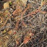 Image result for Portulaca foliosa