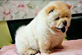 10 Best Chow Chow Dog Names Dog Names Chow Chow Dogs Chow Chow Puppy