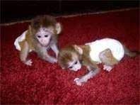 14 Monkey Ideas Baby Monkey Monkey Baby Animals