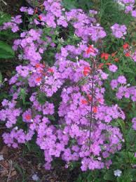 Garden phlox is the tallest of the commonly grown species, reaching 3 to 5 feet tall depending on cultivar. Phlox In S Florida