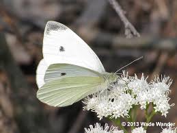 Check spelling or type a new query. Cabbage White