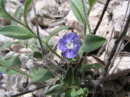 Image result for Evolvulus