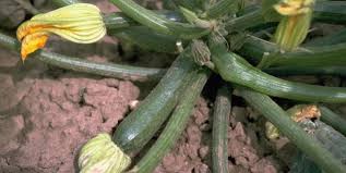Zucchini, cucurbita pepo is vitamin c and b6 rich vegetable support for antioxidant, overall health, treat migraine, prevent stroke and assist in weight loss. Zucchini Insurance Piedmont Master Gardeners