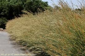 Image result for Hyparrhenia gazensis