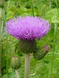 How To Make Milk Thistle Seed Extract Thistle Seed Milk Thistle Herbs