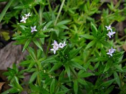 Image result for Sherardia arvensis