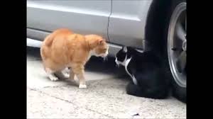 Funny Cats Period 20min Clean Gatos Graciosos 2014 Youtube Want the best of buzzfeed animals in your inbox?