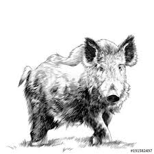 Grass Sketch Vector Graphics Monochrome Animal Paintings Wild Boar Animals Wild