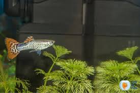 Algae grow naturally on the sides of the aquarium, on plants, and other ornaments and your fish will eat it between meals. Do Guppies Eat Plants And Algae Important Insight Into Guppy Feeding