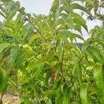 Image result for Zanthoxylum usambarense