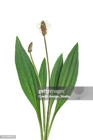 Image result for Plantaginaceae