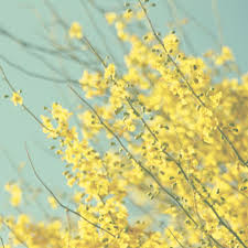 Never miss a post from myveryaestheticblog Yellow And Blue Photography Yellow Flower Photo Blooming Tree Photograph Pastel Colors Nursery Photography Cottage Chic Decor Yellow Flower Photos Yellow Aesthetic Pastel Yellow Aesthetic