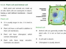 A mature plant cell contains a large central vacuole. Class 6th Science Plant Cell And Animal Cell Youtube