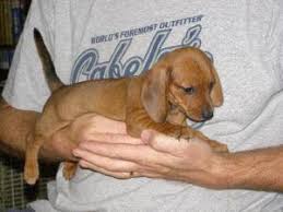We did not find results for: Tiny Tails For Adoption Tuesday Is Puppy Day Tiny Tail Wags