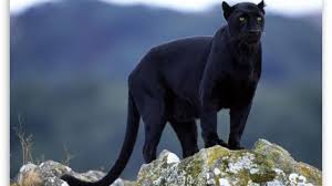 Ben je helemaal hierheen gescrold om over big cats panthers te lezen? The Last Panther In Alabama Or Was He Alabama Pioneers