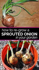 Place the onion stem into a cup or bowl of water and leave it there until new roots start to sprout. How To Plant A Sprouted Onion Regrow Vegetables Growing Vegetables Growing Onions