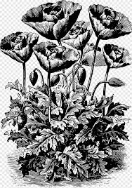 Voor jongens en meisjes, kinderen en volwassenen, tieners en peuters, kleuters en oudere kinderen op school. Opiumpapaver De Betekenis Van Bloemen Een Krans Van Planten En Symboliek Van Popular Custom Literature Remembrance Poppy Poppy Zwart En Wit California Poppy Png Pngegg